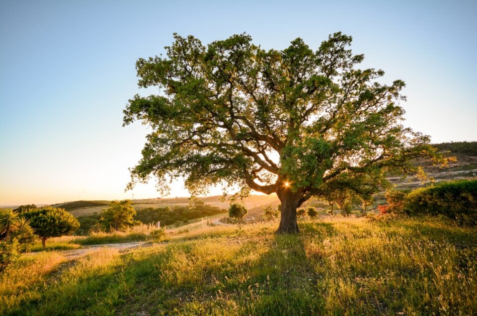 Évora, Portugal — cork oak tree at sunset, golden rolling hills